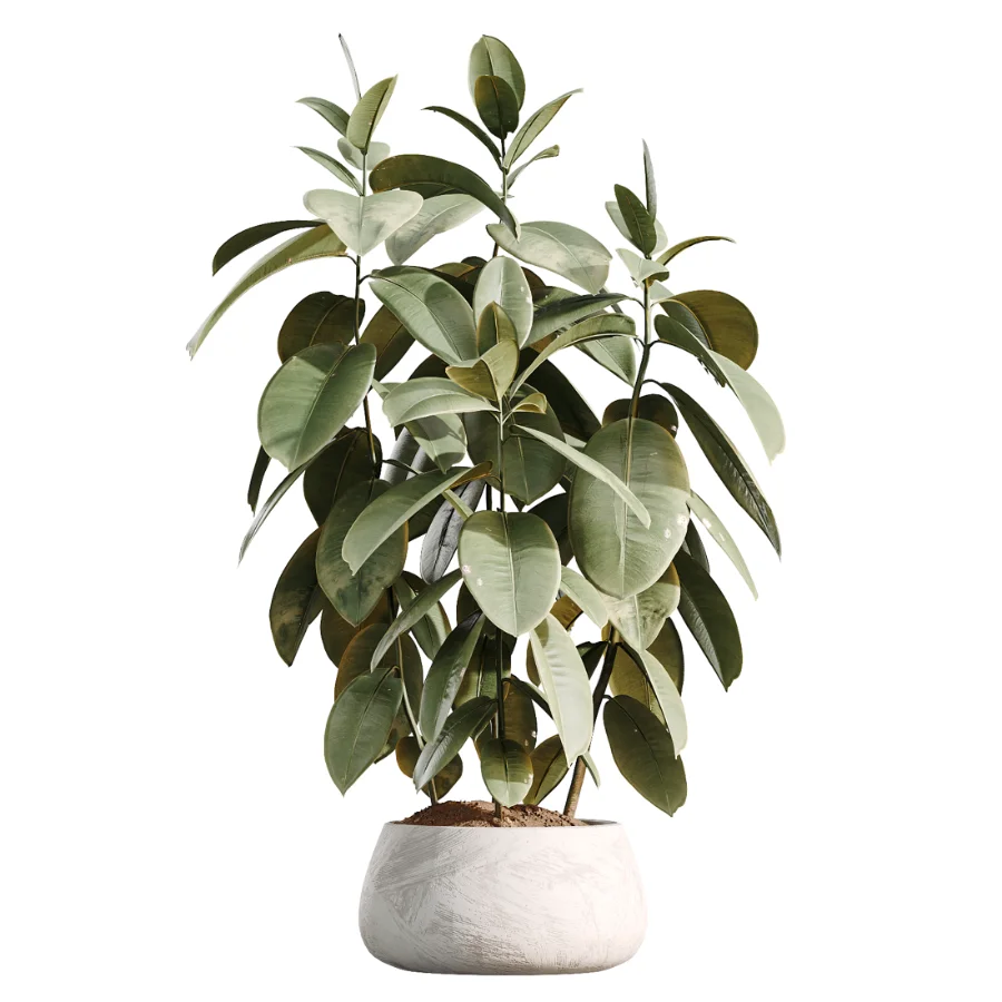AV Indoor Plants Set 485 Ficus Elastica and Olive Eucalyptus and Yucca Elephantipes and Schefflera Arboricola and Bird Of ParadiseBird Image 4