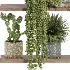 Indoor_plants_on_shelf - Thumbnail 3