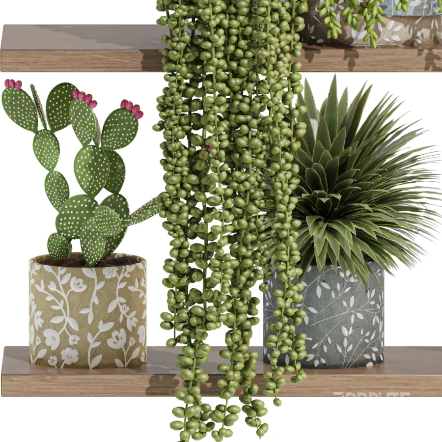 Indoor_plants_on_shelf Image 3