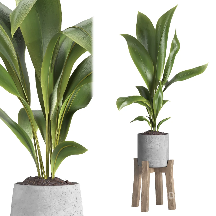 indoor plant 044 Image 5
