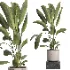 indoor plant 060 - Thumbnail 4