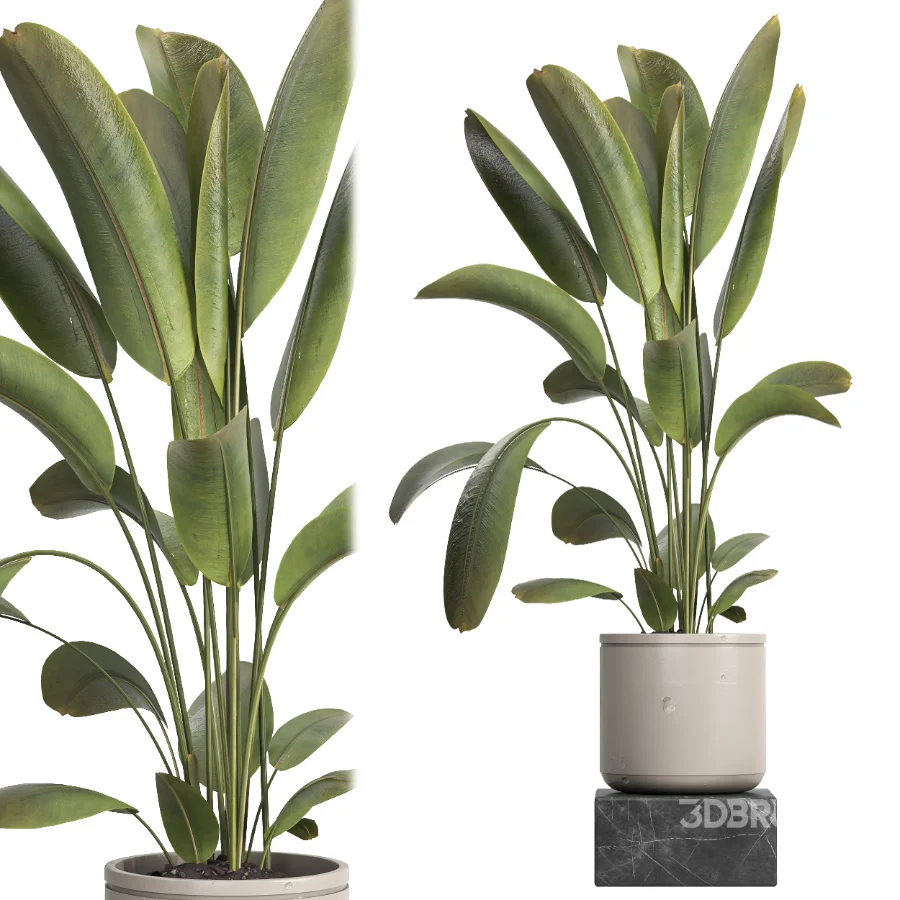 indoor plant 060 Image 4