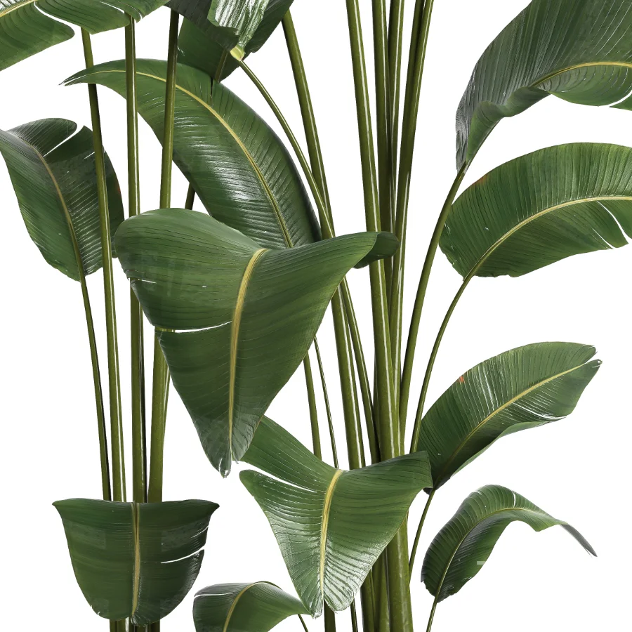 indoor plant 056 Image 4