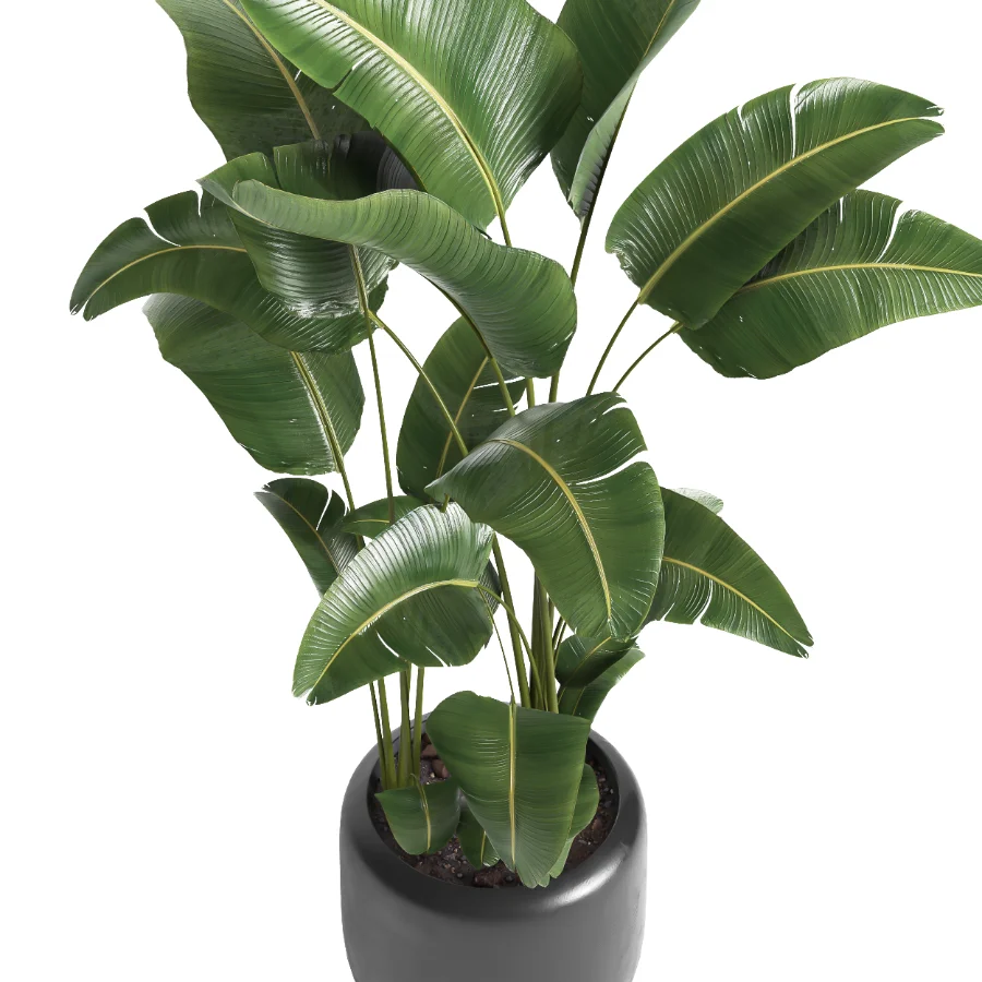 indoor plant 056 Image 3