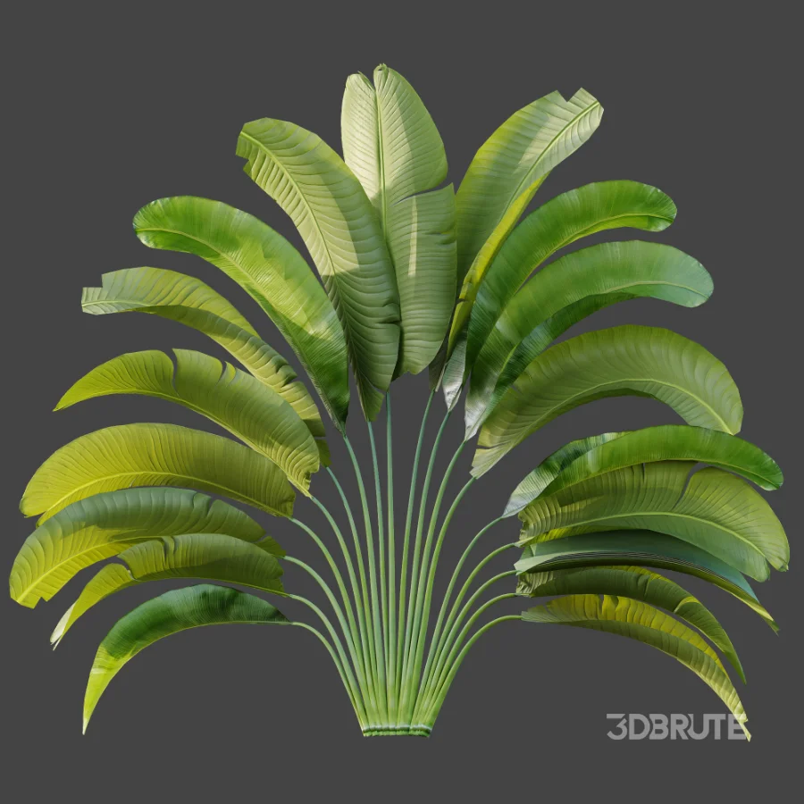 AV Plant Strelitzia Nicolai Palm Bush 01 Image 6