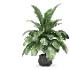 Strelitzia nicolai plant - Thumbnail 3