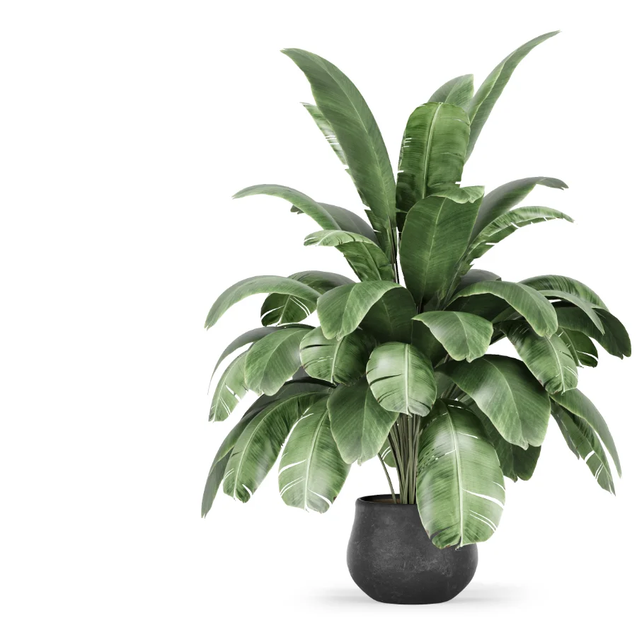 Strelitzia nicolai plant Image 3