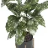 indoor plant 058 - Thumbnail 2