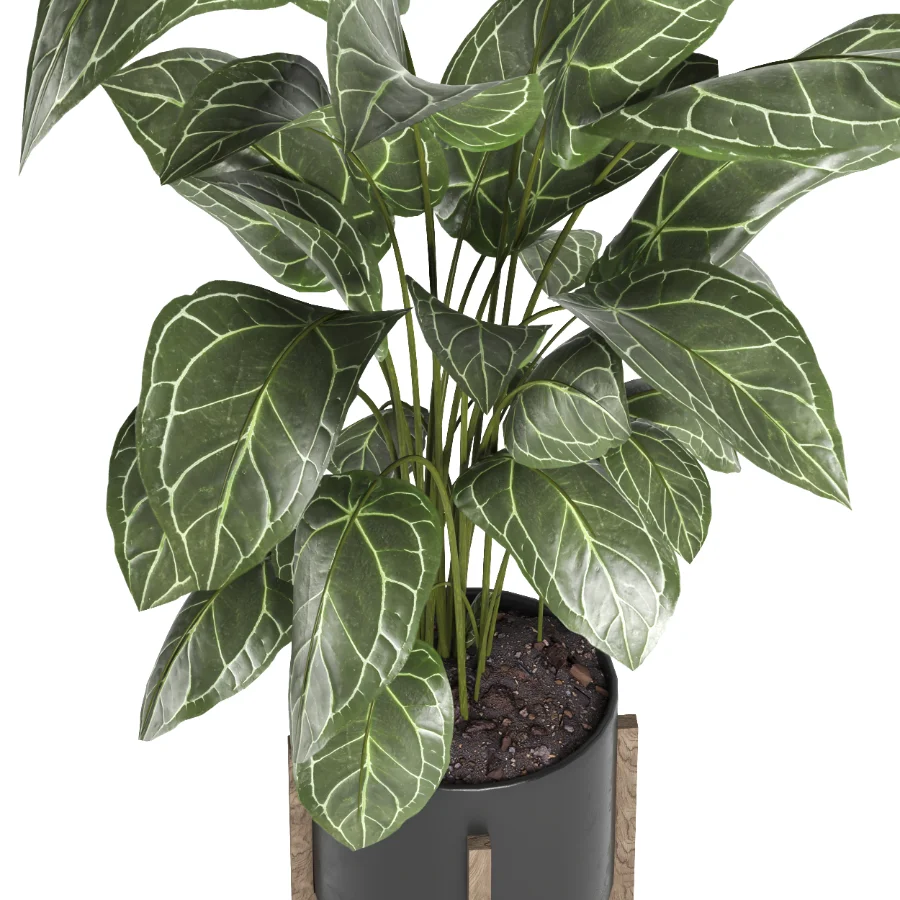 indoor plant 058 Image 2