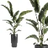 indoor plant 071 - Thumbnail 3