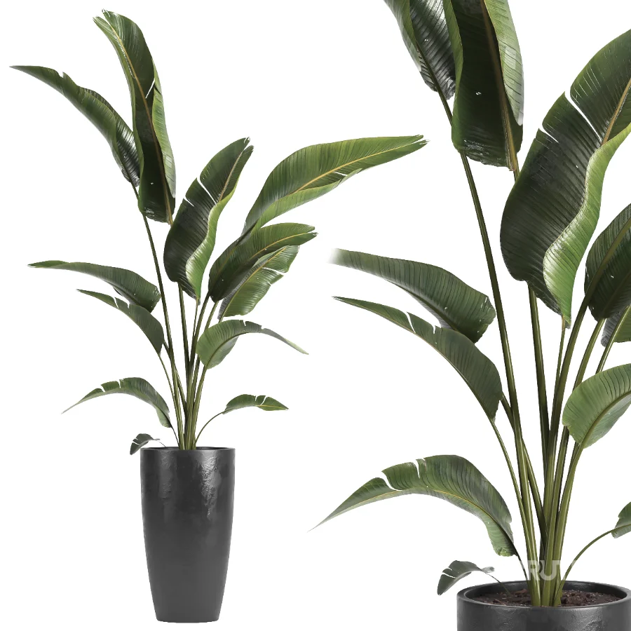 indoor plant 071 Image 3