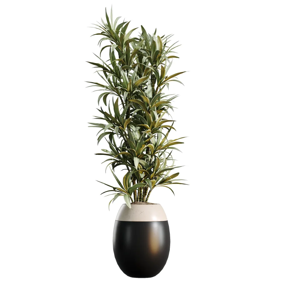 AV Indoor Plants Set 483 Zamiifolia Olive ParadiseBird Orange Tree Image 2