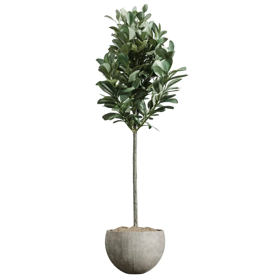 AV Indoor Plants Set 472 Yucca Elephantipes and Chemlali Olive and Cunjevoi Alocasia and Schefflera Arboricola and Ficus macrocarpa Image 3