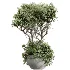 AV Indoor Plants Set 472 Yucca Elephantipes and Chemlali Olive and Cunjevoi Alocasia and Schefflera Arboricola and Ficus macrocarpa - Thumbnail 1