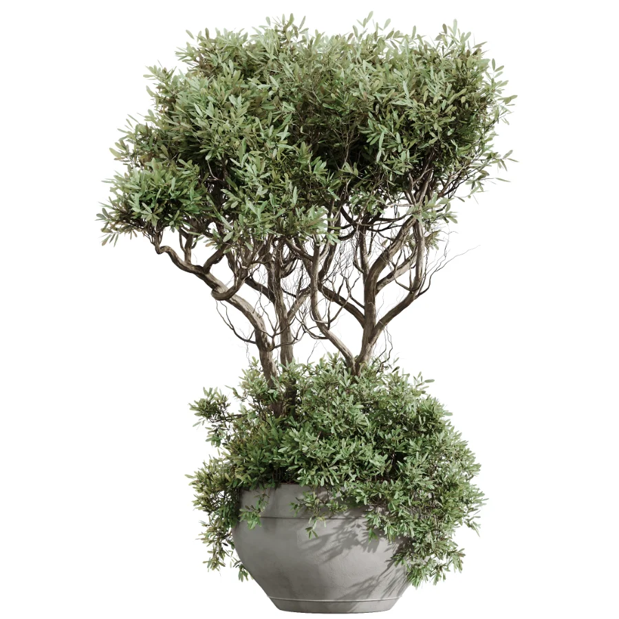 AV Indoor Plants Set 472 Yucca Elephantipes and Chemlali Olive and Cunjevoi Alocasia and Schefflera Arboricola and Ficus macrocarpa Image 1
