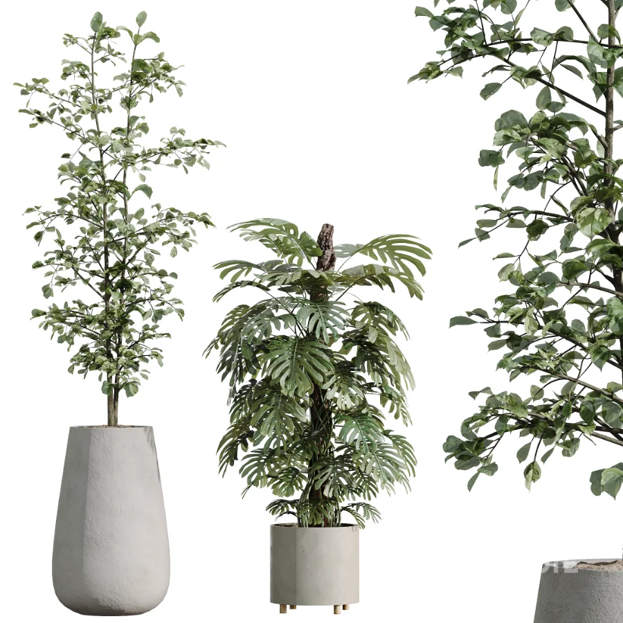 ntal greenery, making it an excellent choice for luxury interiors, hospitality spaces, commercial environments, and architectural landscape scenes. Image 5