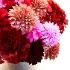 Whispering Petals - Thumbnail 3