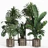 Indoor Plant Collection 006 - Thumbnail 1