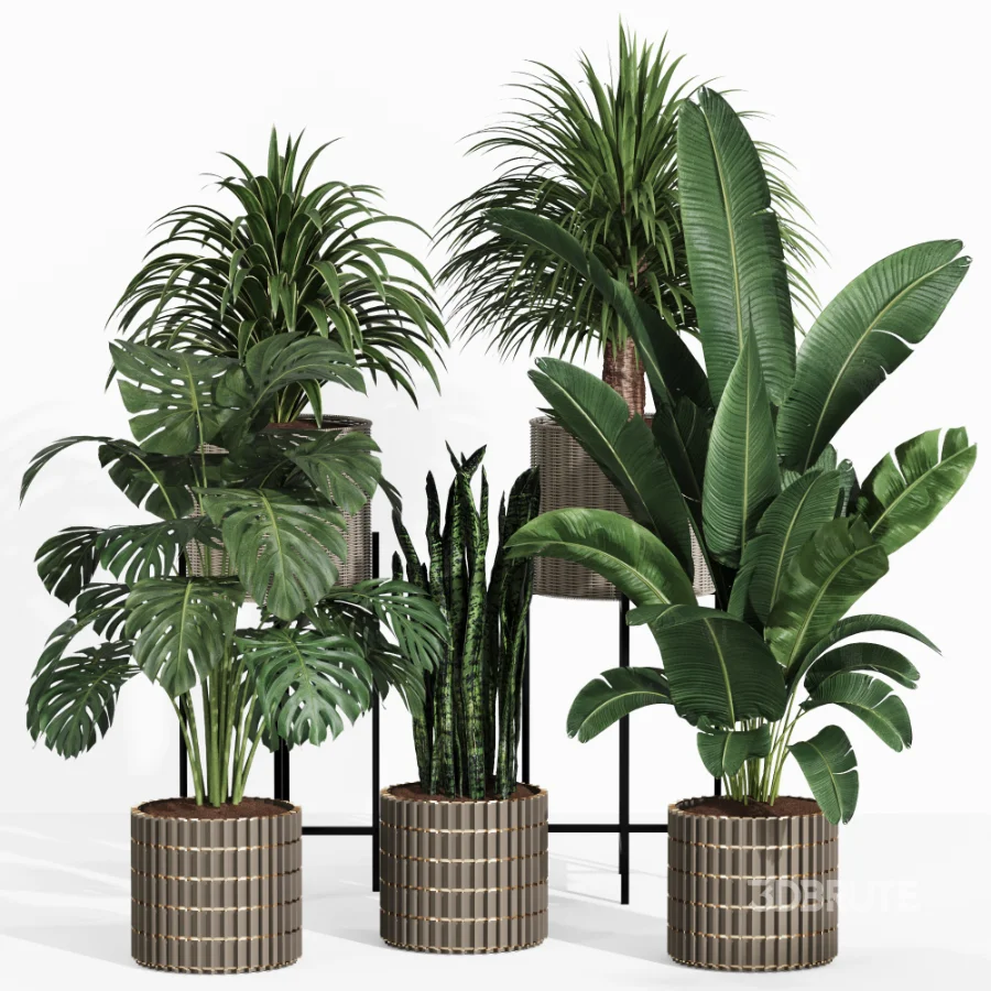 Indoor Plant Collection 006 Image 1