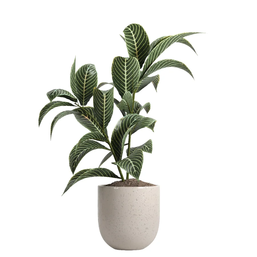 indoor plant 047 Image 1