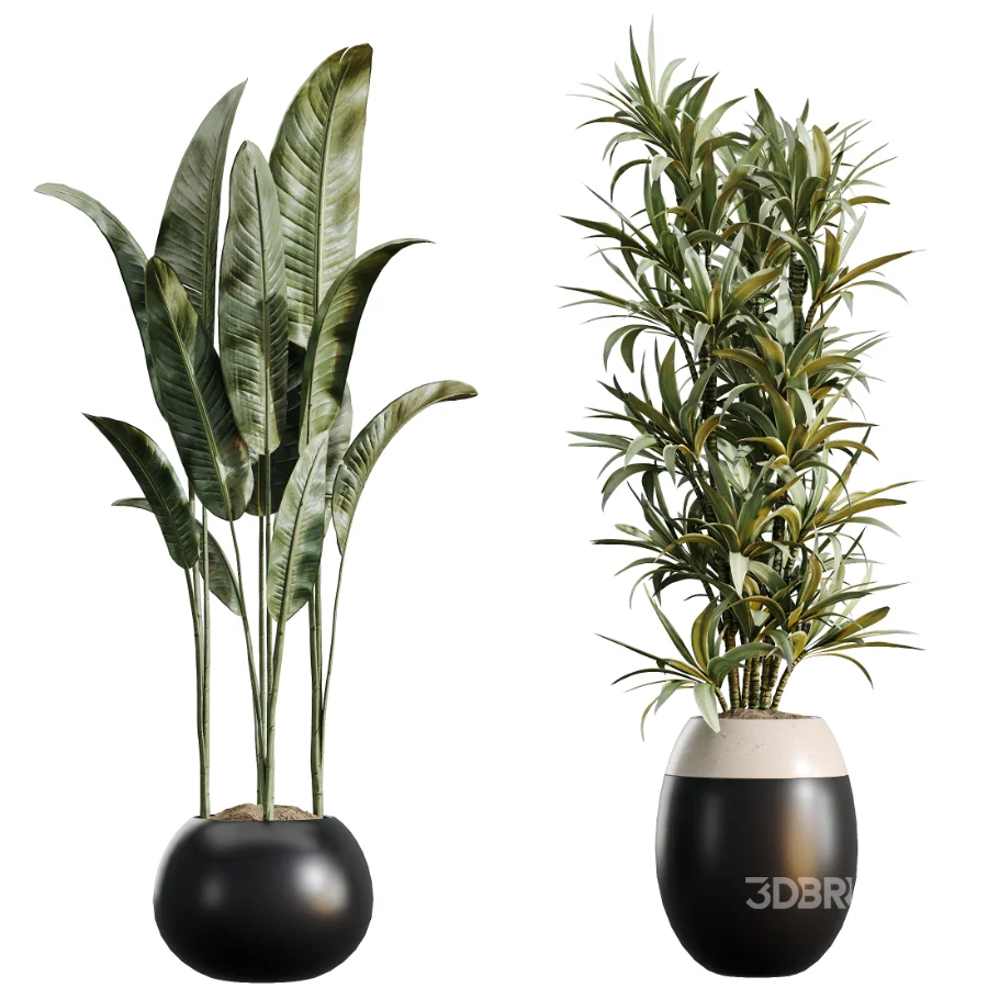AV Indoor Plants Set 483 Zamiifolia Olive ParadiseBird Orange Tree Image 8