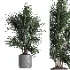 indoor plant 045 - Thumbnail 4