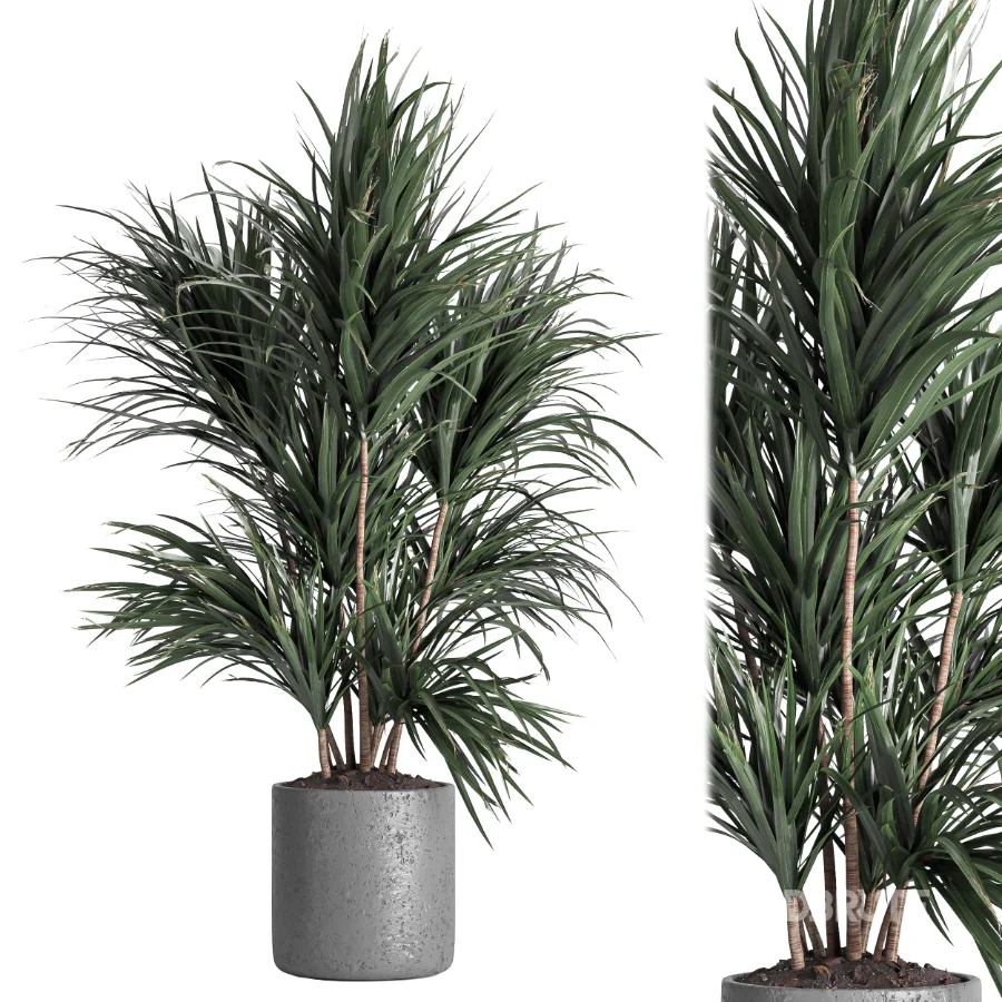 indoor plant 045 Image 4