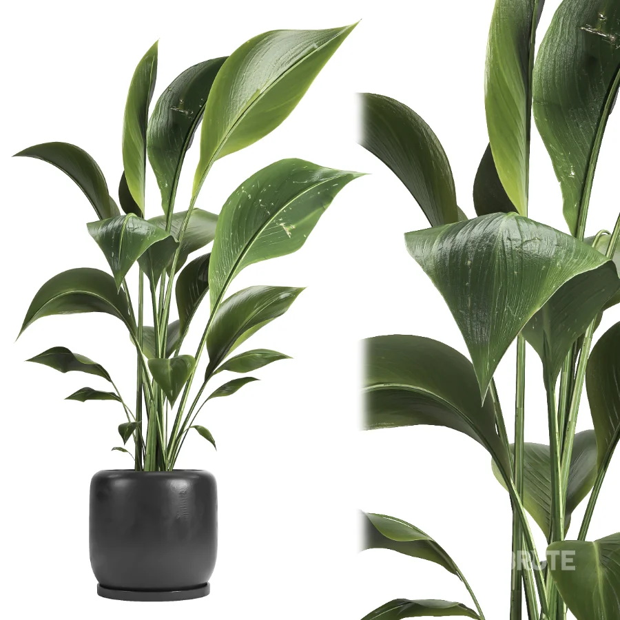 indoor plant 051 Image 1