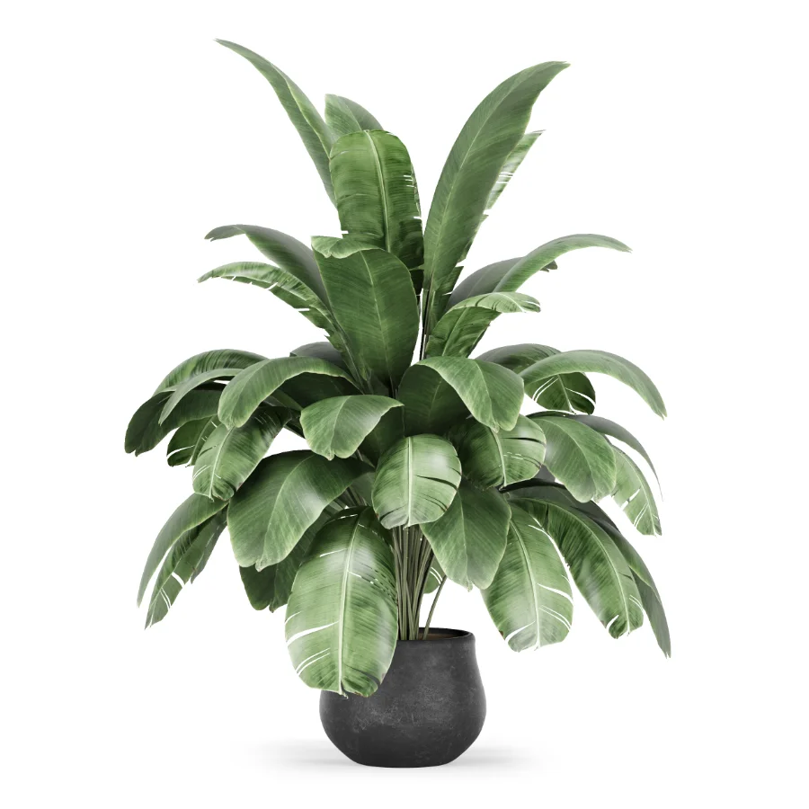 Strelitzia nicolai plant Image 1