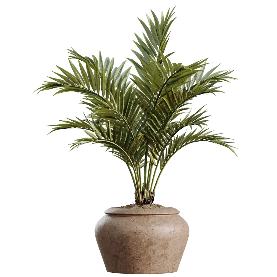 AV Indoor Plants Set 523 Areca Palm Olive Euphorbia Cyara Image 3