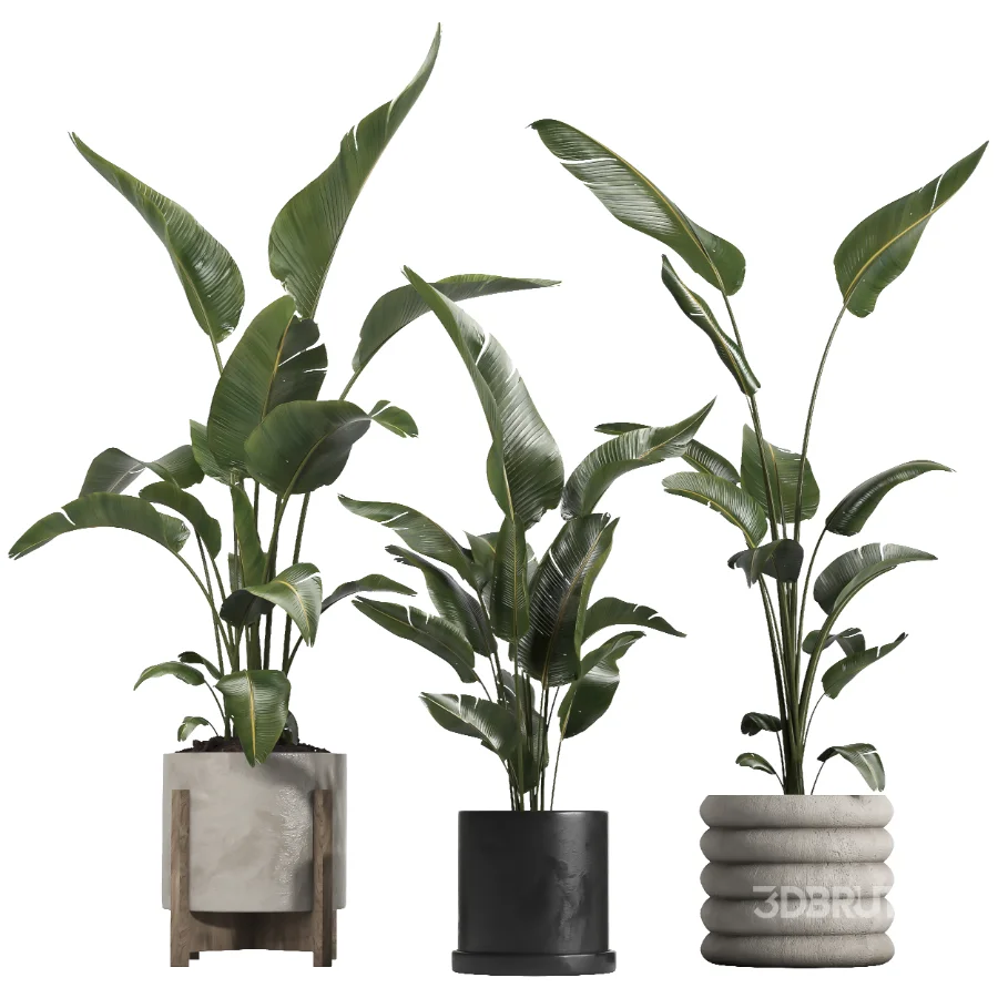 Nicolai set – indoor plant 75 Image 1