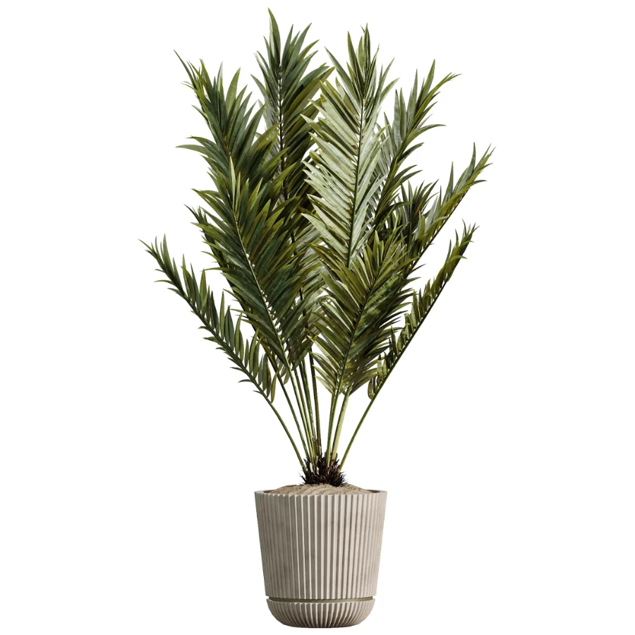 AV Indoor Plants Set 523 Areca Palm Olive Euphorbia Cyara Image 4