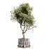 ntal plant species to create a balanced composition suitable for modern interiors, outdoor environments, and high-end architectural scenes. - Thumbnail 4