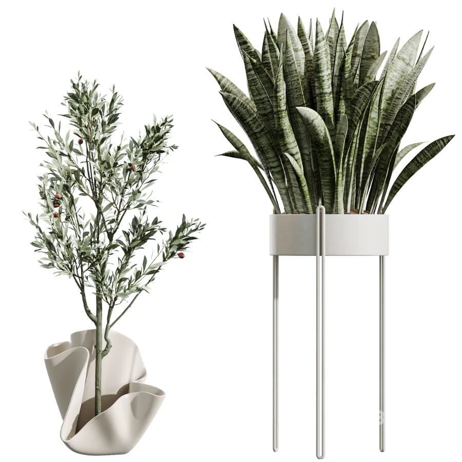 AV Indoor Plants Set 487 Lady Palm and Olive Tree and Snake Sansevieria Image 8