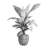 indoor plant 050 - Thumbnail 4