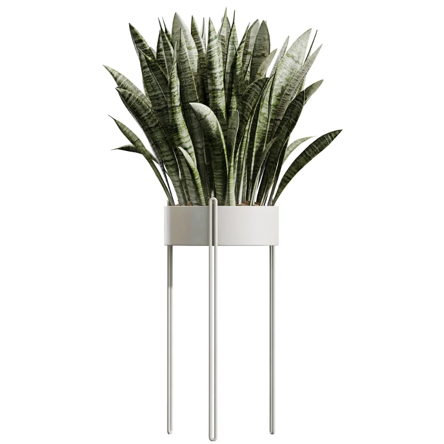 AV Indoor Plants Set 487 Lady Palm and Olive Tree and Snake Sansevieria Image 3