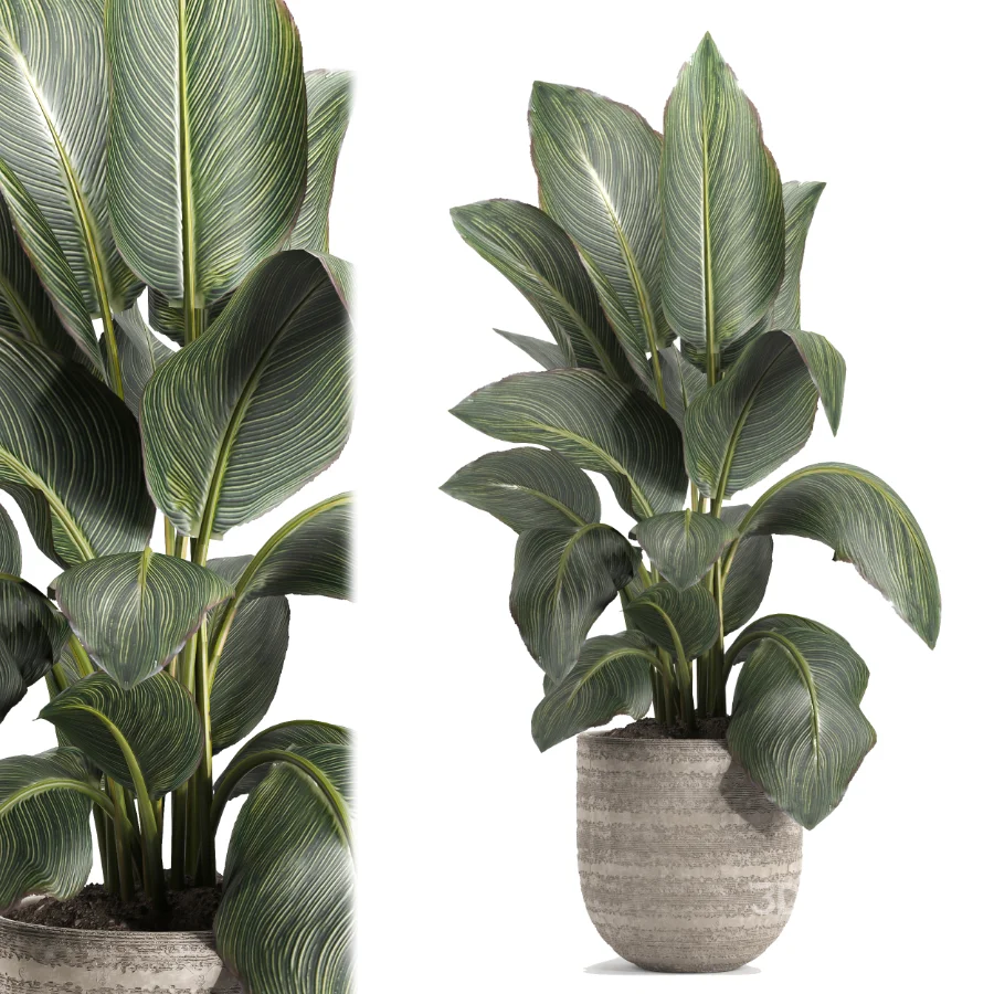 indoor plant 049 Image 3