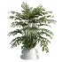 AV Indoor Plants Set 479 Olive Elegant Monstera Ficus Palm - Thumbnail 3