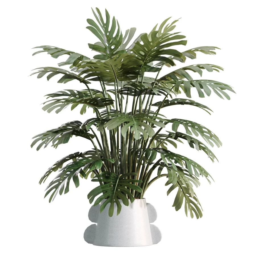 AV Indoor Plants Set 479 Olive Elegant Monstera Ficus Palm Image 3
