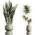 AV Indoor Plants Set 473 Spineless Yucca and Calathea Lutea and Snake Sansevieria and Olive Indoor Tree - Thumbnail 6