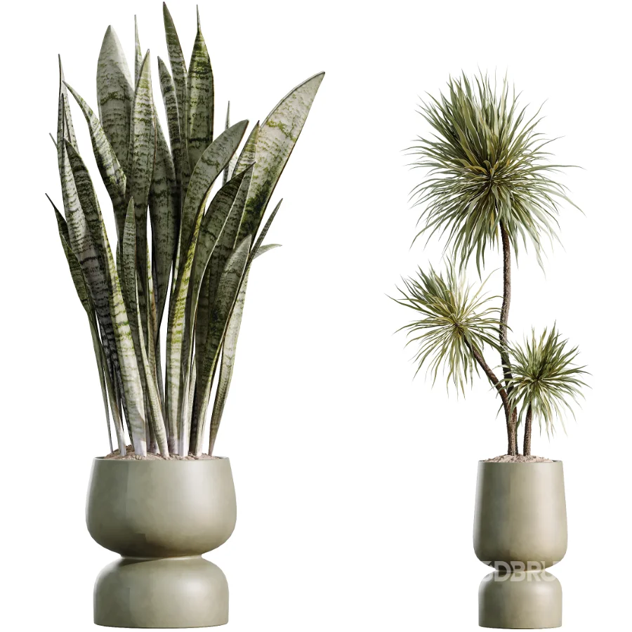 AV Indoor Plants Set 473 Spineless Yucca and Calathea Lutea and Snake Sansevieria and Olive Indoor Tree Image 6