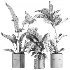 indoor plant 055 - Thumbnail 5