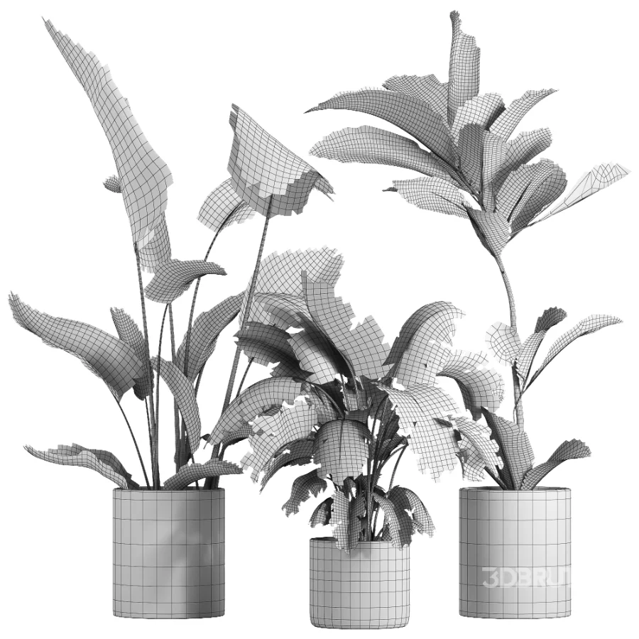 indoor plant 055 Image 5