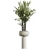 AV Indoor Plants Set 488 Olive Eucalyptus and Lady Palm and Giant Monstera and Orange Calamondin Tree - Thumbnail 6