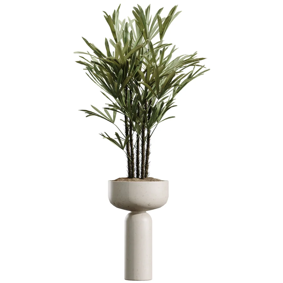 AV Indoor Plants Set 488 Olive Eucalyptus and Lady Palm and Giant Monstera and Orange Calamondin Tree Image 6