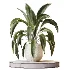 AV Indoor Plants Set 477 Elegant Monstera and Peace Lily and Chemlali Olive and Euphorbia Drupifera and Cat Reed Palm - Thumbnail 8