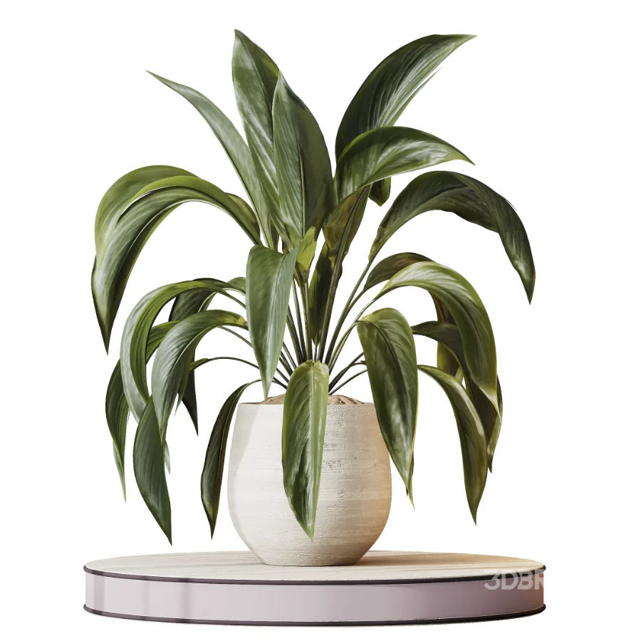 AV Indoor Plants Set 477 Elegant Monstera and Peace Lily and Chemlali Olive and Euphorbia Drupifera and Cat Reed Palm Image 8