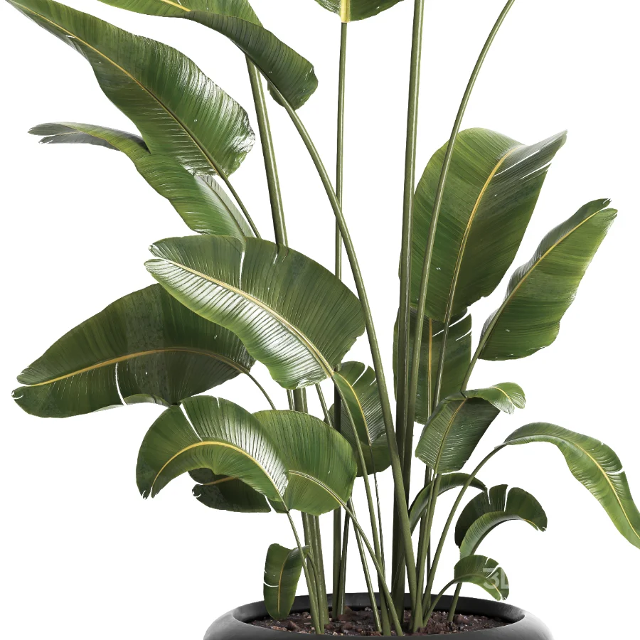 indoor plant 061 Image 2