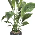 indoor plant 051 - Thumbnail 3