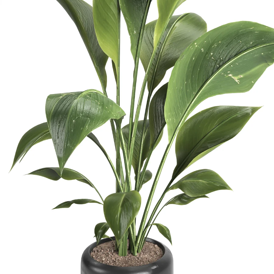 indoor plant 051 Image 3
